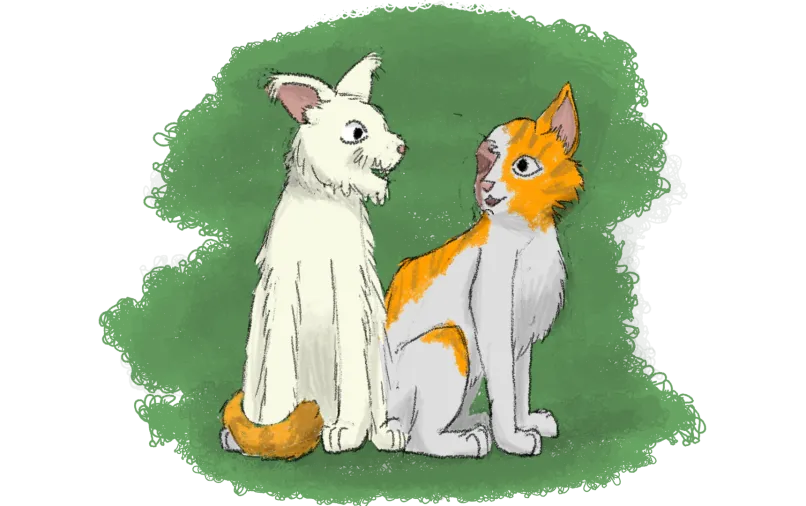 Fluffy white cat and heavily scarred white and orange cat sitting together